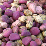 kola nut.jpg